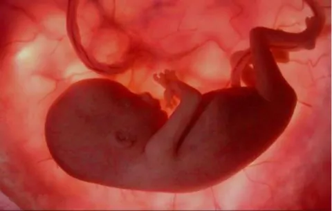 El desarrollo del pene fetal necesita algo más que los testículos y testosterona