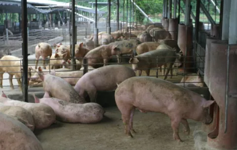Productores de carne de res  y cerdo reportan $52 millones en pérdidas económicas