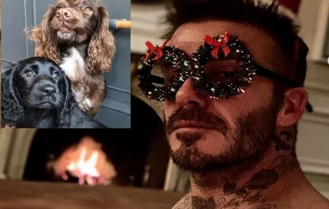 David Beckham abriga a su perra con una manta de más de 5 mil dólares