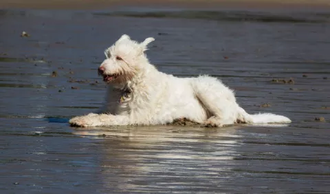 Vacacionar con mascotas