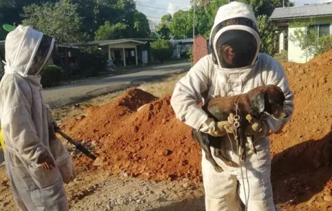 Bomberos en Chiriquí salvan la vida de un canino atacado por abejas africanizadas