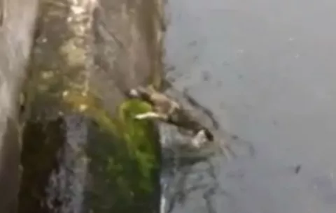 VIDEO Pescadores salvan a perro de una muerte segura en Rumanía  