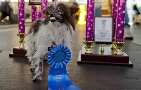 Perro callejero es el "más feo del mundo" 