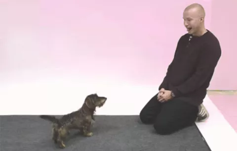VIDEO VIRAL Experimento de reacción de perros cuando un hombre ladra