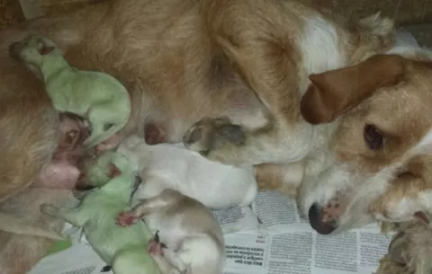Nacieron dos cachorros verdes en España