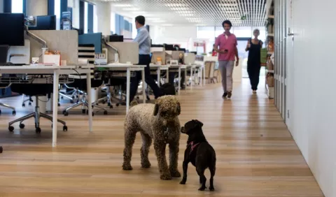 Los perros son un soporte emocional