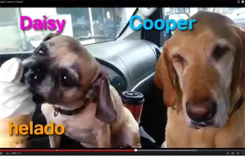VIDEO Cuenta atrás de 35 segundos para reírse con estos perros y su helado