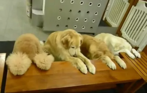 VIDEO Los perros que "rezan" antes de comer y recogen sus platos