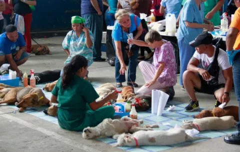 1,366 perros y gatos han sido esterilizados en 44 días