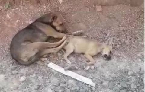 Población del Coco de La Chorrera alarmada por el envenenamiento de siete perros