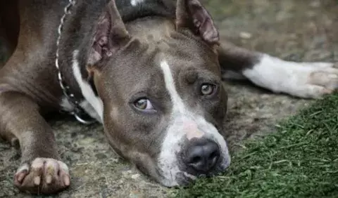 Crece repudio contra proyecto de ley sobre  'perros peligrosos' 