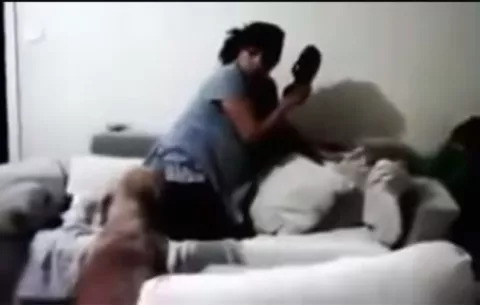 VIDEO Perros protegen a bebé de chancletazo de su madre