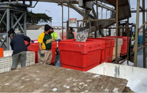 Panamá busca combatir pesca ilegal 