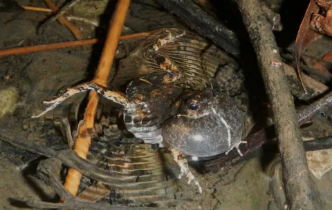 Las ranas y el sexo en la ciudad