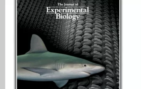 Científicos de Harvard prueban que piel artificial de tiburón mejora natación