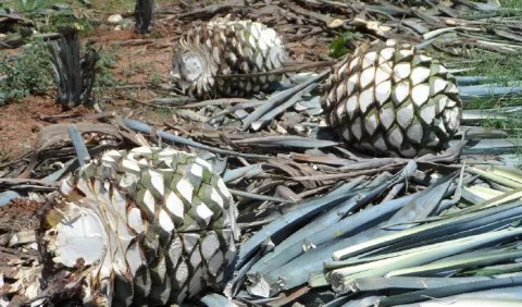 Mezcal, el papá del tequila 