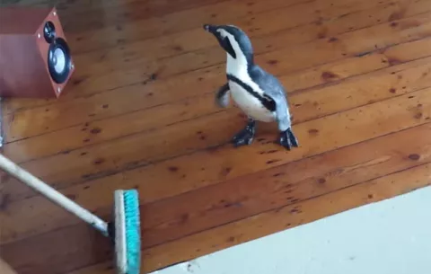 ¡Video del pingüino que se coló en la habitación del hotel!