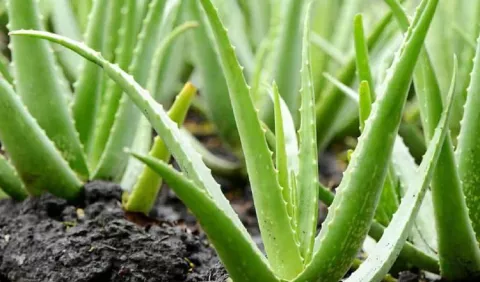 Plantas medicinales: el peligro está en la dosis