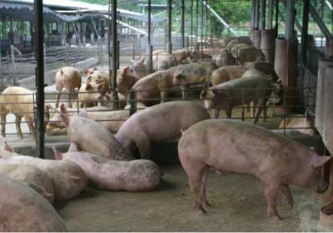Porcicultores en alerta ante peste porcina 