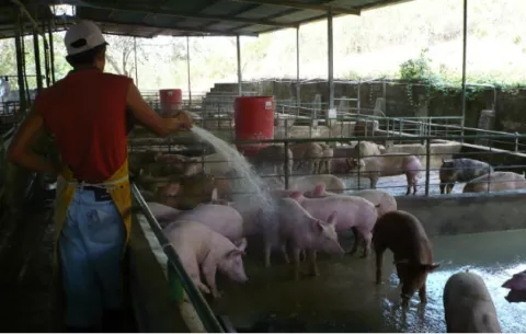 Decomisan carne de cerdo procedente de China para salvaguardar la producción nacional de la peste porcina