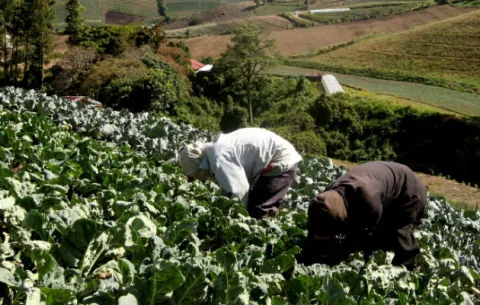Producción de zanahoria, lechuga y papa a punto de perderse en Tierras Altas