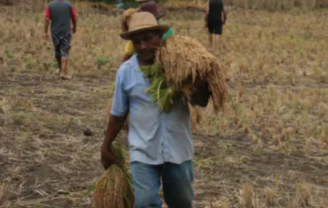 Productores de arroz tienen nueva esperanza 