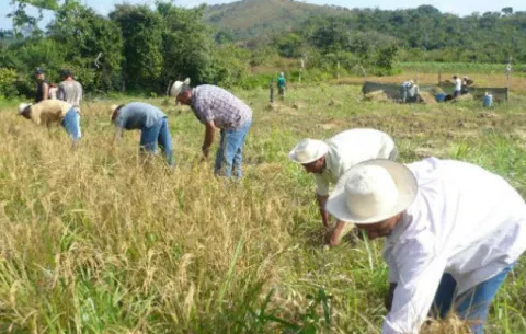 Mida: 'Más de $33 millones han sido desembolsados a los productores nacionales'