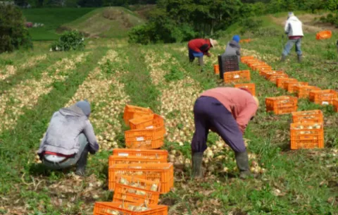 Productores estiman pérdidas en más de $18 millones para la próxima zafra