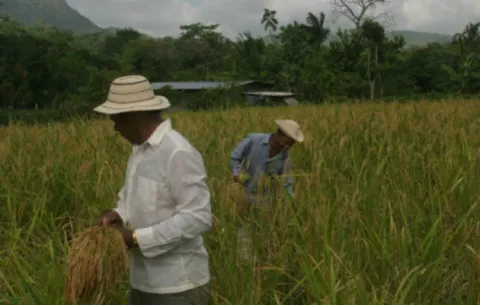 Productores señalan que no hay necesidad de importar arroz por desabastecimiento