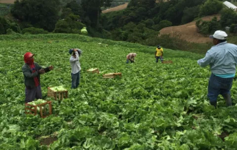 Gobierno aún adeuda a los pequeños productores de Tierras Altas