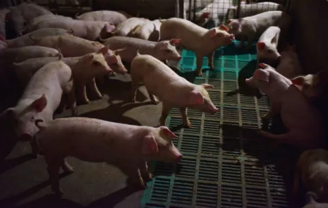 Otra crisis en China: escasea el puerco