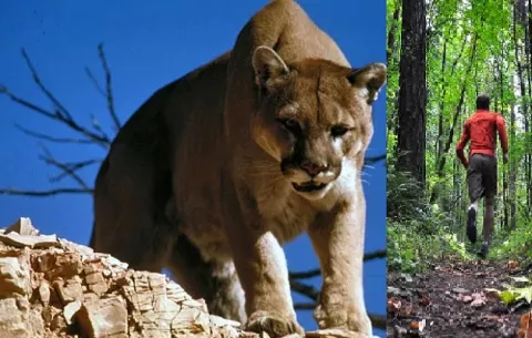 Runner estrangula y mata a puma que lo atacó mientras se ejercitaba