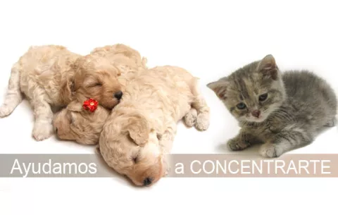 Cachorritos y gatitos: Efecto poderoso