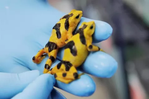 Congelan espermatozoides de la rana dorada para evitar la extinción