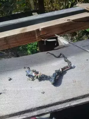 Hallan una serpiente en la tubería de agua potable en Boquete