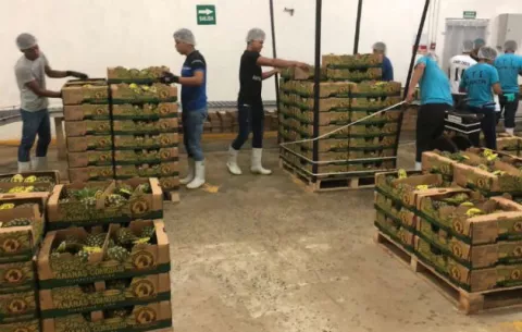 Esperan repunte en las exportaciones de piña, por el envío de primeros contenedores a China