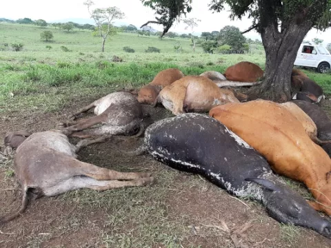 Rayo acaba con 12 reses de cría en el distrito de Mariato en Veraguas