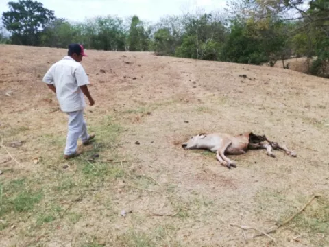 Ganaderos santeños reportan incremento en el hurto pecuario