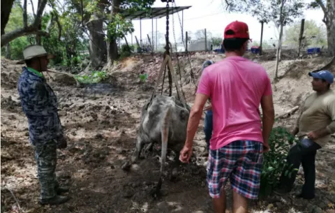 Más de mil reses muertas por sequía en la región de Azuero