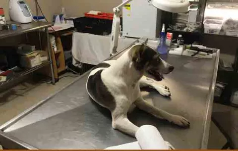La perrita "Rina" pierde un ojo y por el otro solo verá sombras 