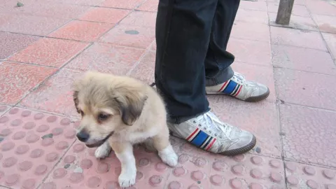 Temor en Tocumen por ataques de una banda de roba mascotas