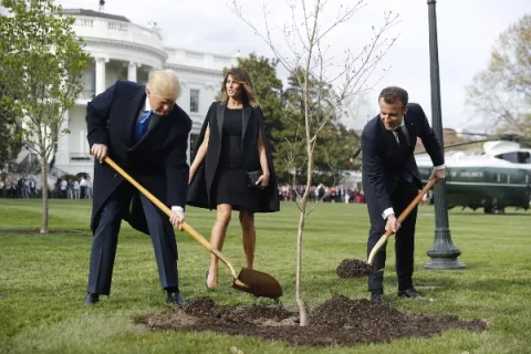 Macron le regalará otro roble a Trump para remplazar al que desapareció