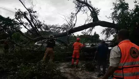Después de varias horas remueven el árbol que cayó en la vía Interamericana