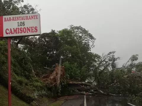 Árbol de gran tamaño colapsa en la vía Interamericana ocupando los 4 paños