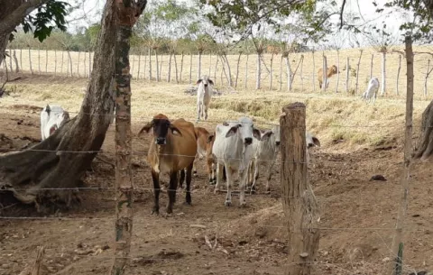 Sequía pone en riesgo gran porcentaje de la producción agrícola en Azuero