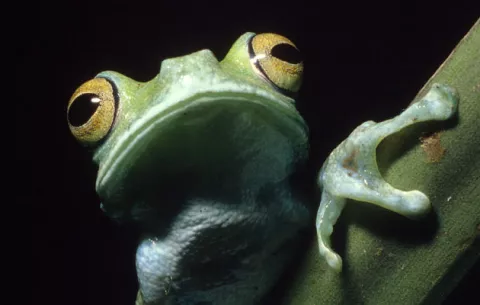 En entornos urbanos las ranas cambian sus rituales de apareamiento , según estudio