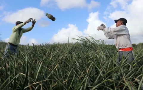 Sector agroexportador busca incrementar las exportaciones y conquistar nuevos mercados