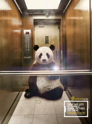Hasta los animales están a la moda de los selfies