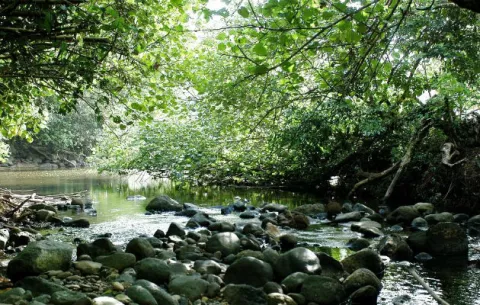 Atrapan a un "coyote panameño" que traficaba cubanos en la selva del Darién