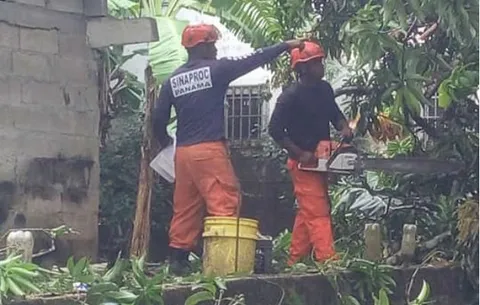 Caen árboles en dos residencias en Nuevo San Juan de Colón